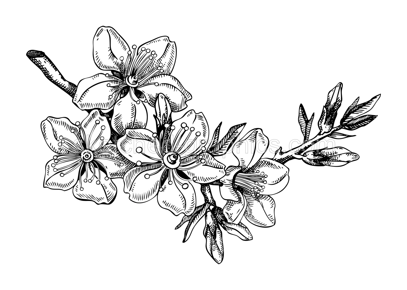 Almond blossom sketch in engraved style. Flowering branch with flowers and leaves. Black contoured floral drawing. Botanical vector illustration of spring nut tree isolated on white background Illustration